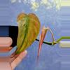 plant/Philodendron Micans Mint-1-thumbnail