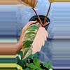 plant/Philodendron Carmel Marble-1-thumbnail
