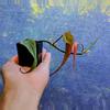 plant/Philodendron Micans Mint-2-thumbnail