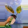 plant/Philodendron Carmel Marble-0-thumbnail