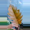 plant/Philodendron Carmel Marble-2-thumbnail