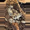 plant/Dairy cow isopods-0-thumbnail