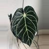 plant/Anthurium Noid x (Zara x Michelle)-2-thumbnail