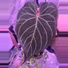 plant/Anthurium Noid x (Zara x Michelle)-1-thumbnail