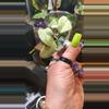 plant/Large pink Nova ghost mom cutting from her-5-thumbnail