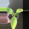 plant/FL Musa NoNo Pink Variegation-1-thumbnail