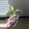plant/FL Musa NoNo Pink Variegation-2-thumbnail