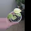 plant/Monstera White Monster Plant-0-thumbnail