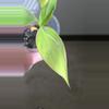 plant/FL Musa NoNo Pink Variegation-4-thumbnail