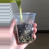 plant/FL Musa NoNo Pink Variegation-5-thumbnail