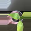 plant/FL Musa NoNo Pink Variegation-0-thumbnail