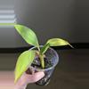 plant/FL Musa NoNo Pink Variegation-3-thumbnail