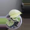 plant/Monstera White Monster Plant-2-thumbnail