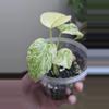 plant/Monstera White Monster Plant-1-thumbnail