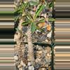 plant/Euphorbia capsaintmariensis-0-thumbnail