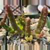 plant/Stapelia paniculata-0-thumbnail