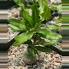 plant/Fockea edulis-0-thumbnail