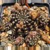 plant/Lobivia arachnacantha-0-thumbnail