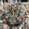 plant/Acanthocalycium glaucum-0-thumbnail
