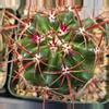 plant/Ferocactus viridescens-0-thumbnail