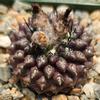 plant/Eriosyce vexata-0-thumbnail