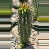 plant/Hoodia gordonii-0-thumbnail
