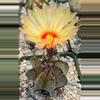plant/Astrophytum capricorne-0-thumbnail