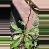 plant/Fouquieria columnaris-0-thumbnail