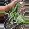 plant/Syngonium Eclipes-1-thumbnail