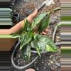 plant/Syngonium Eclipes-0-thumbnail