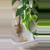 plant/Truffle brindle crested gecko-0-thumbnail