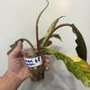plant/B8 Philodendron Carmel Marble-1-thumbnail