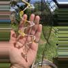 plant/Yellow & White Memory Wire Suncatcher-0-thumbnail