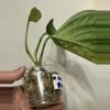 plant/B9 Monstera Variegated Peru-1-thumbnail