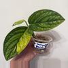 plant/B9 Monstera Variegated Peru-0-thumbnail