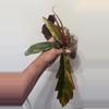 plant/B8 Philodendron Carmel Marble-0-thumbnail