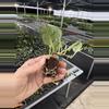 plant/Scindapsus treubii moonlight yellow starter plant growers choice DD2-6-thumbnail