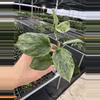 plant/Scindapsus treubii moonlight yellow starter plant growers choice DD2-1-thumbnail