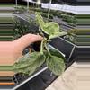 plant/Scindapsus treubii moonlight yellow starter plant growers choice DD2-3-thumbnail