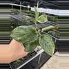 plant/Scindapsus treubii moonlight yellow starter plant growers choice DD2-0-thumbnail