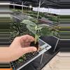 plant/Scindapsus treubii moonlight yellow starter plant growers choice DD2-5-thumbnail