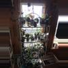 plant/Mystery Hoya Cutting Bundle 10x-5-thumbnail