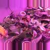 plant/Mystery Hoya Cutting Bundle 10x-7-thumbnail