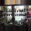 plant/Mystery Hoya Cutting Bundle 10x-2-thumbnail