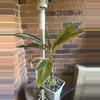 plant/Musa pink nono banana tree-0-thumbnail