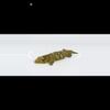 plant/107 Female Leachie produced by Freakie Leachies  150g-2-thumbnail