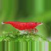 plant/Bliss starter beginner Nano Fish and Shrimp Pack-0-thumbnail