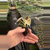 plant/Pink variegated alocasia black velvet starters growers choice-6-thumbnail