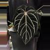 plant/carlablackiae round x GPH001 F2 batch 2-1-thumbnail