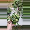 plant/6" Hoya carnosa rubra krimson princess-5-thumbnail